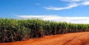 Sugarcane for Ethanol