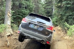 Forester-2