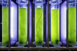 Photobioreactor in lab algae fuel biofuel industry.