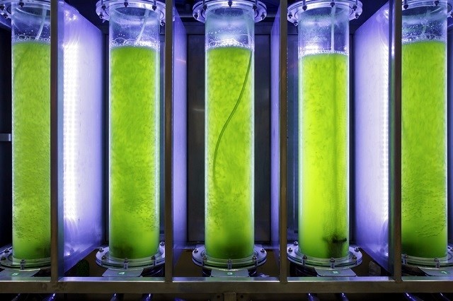 next space rebels algae fuel