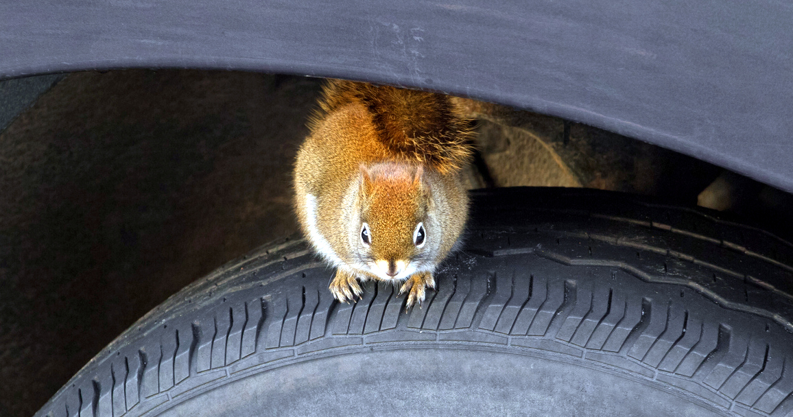 How Can EV Owners Prevent Rodent Damage?