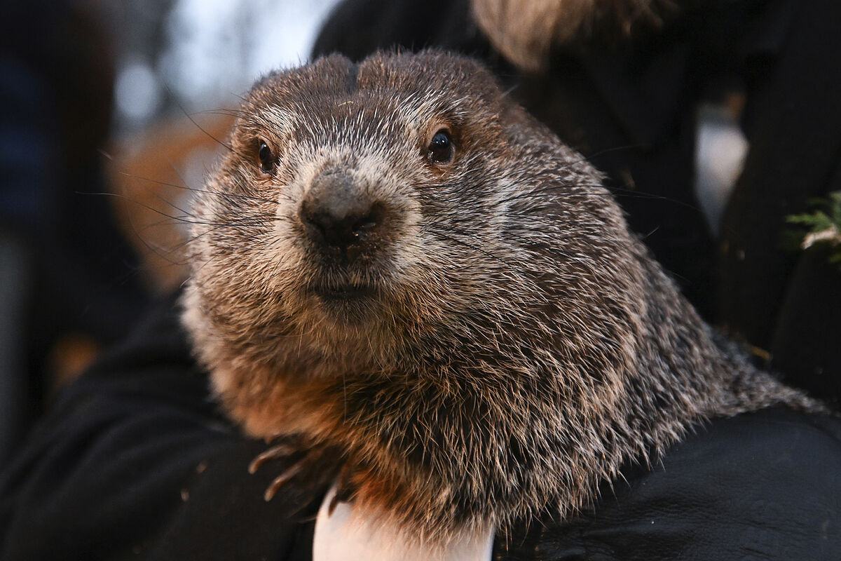 Punxsutawney Phil