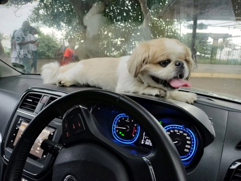 Can Distracted Driving Lead to Serious Injuries in an EV Accident?